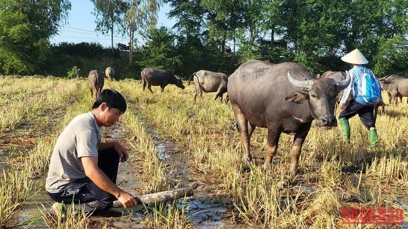 Mùa len trâu ở Tây Nam Bộ ảnh 8