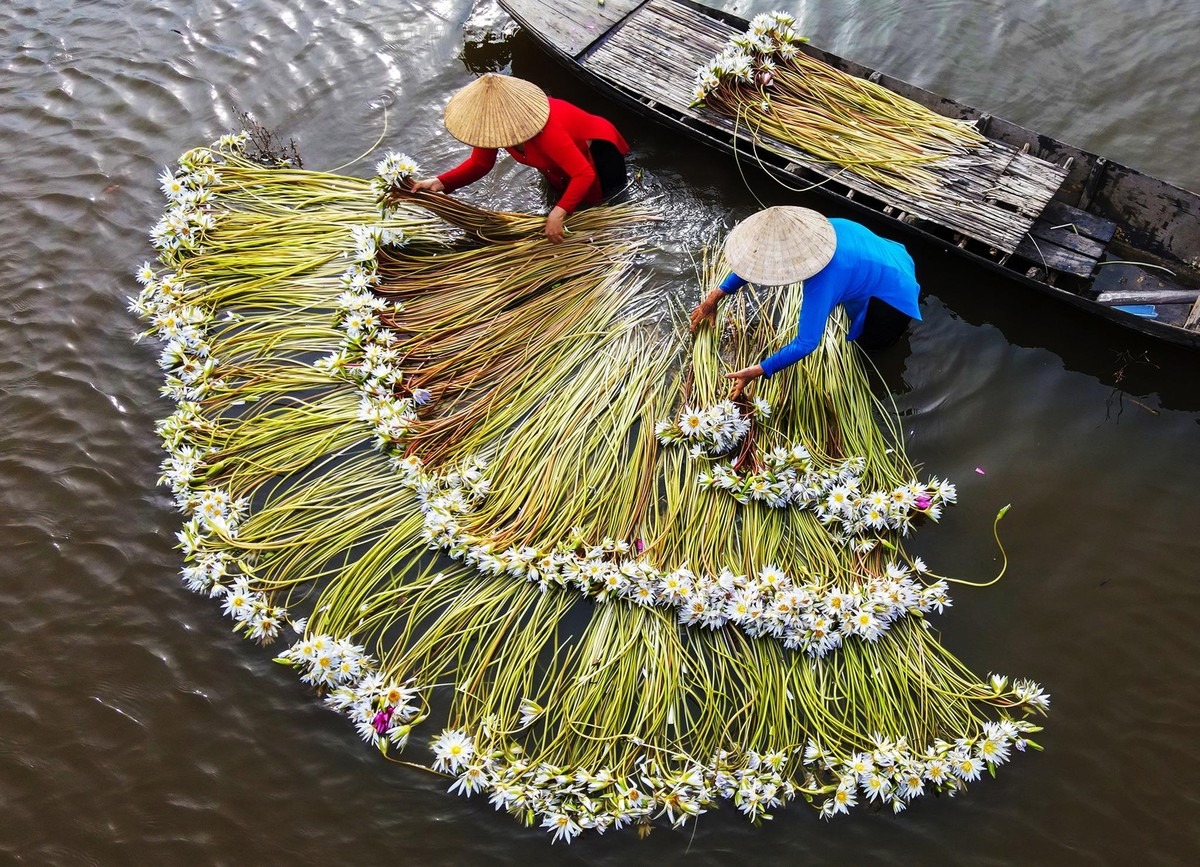 Về Long An ngắm hoa súng nở ảnh 7