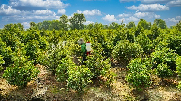 Làng mai Bình Lợi khoe sắc chuẩn bị đón Xuân 4